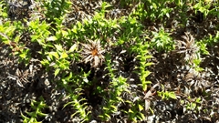 Cullumia setosa setosa
