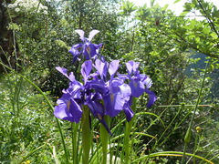 Iris latifolia
