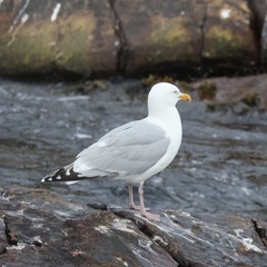 American Herring Gull