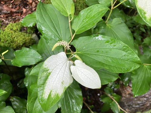 Asian Lizard's Tail