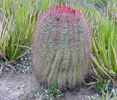 Ferocactus pilosus