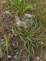 Oenothera flava, photograph author not stated, no rights reserved