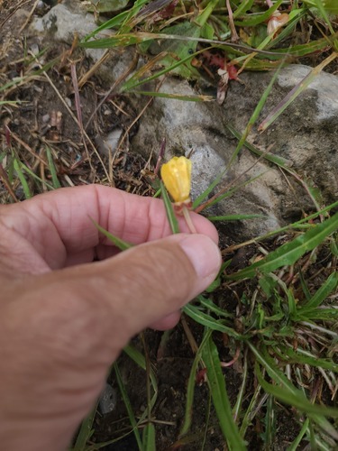 Oenothera flava, photograph 2