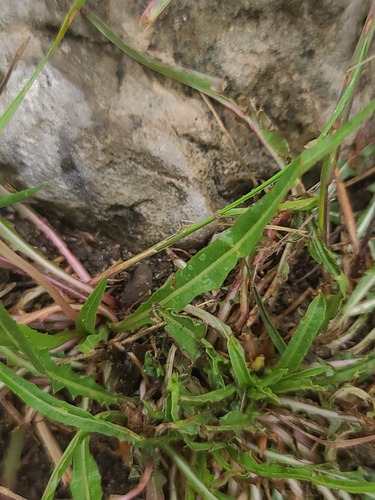 Oenothera flava, photograph 4