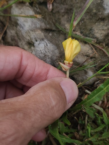 Oenothera flava