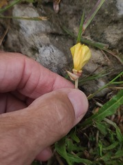 Oenothera flava