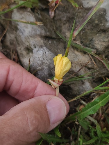 Oenothera flava, photograph 5