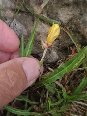 Oenothera flava, photograph author not stated, no rights reserved