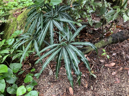 Arisaema thunbergii