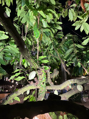 cacao tree