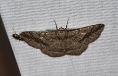 Pterospoda nigrescens