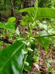 Spiranthes sylvatica