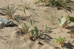 Eriogonum gracillimum