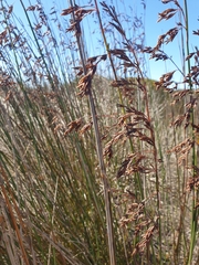 Thamnochortus spicigerus