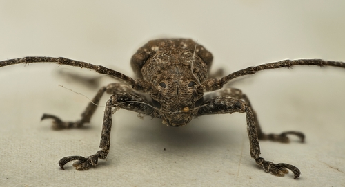 Niphona picticornis