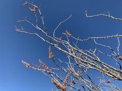 Fouquieria splendens