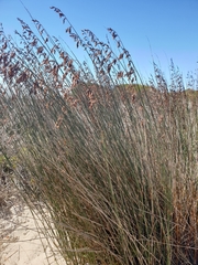 Thamnochortus spicigerus