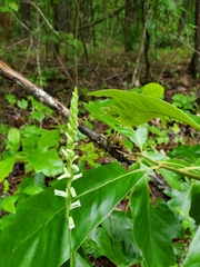 Spiranthes sylvatica