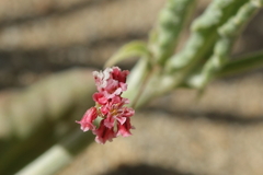 Eriogonum gracillimum
