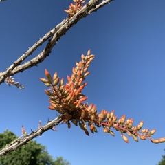 Fouquieria splendens
