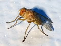 Ormia