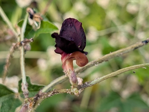 Purple Bush-Bean