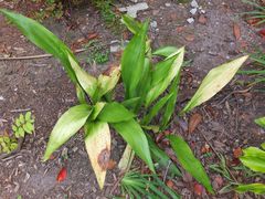 Aspidistra elatior