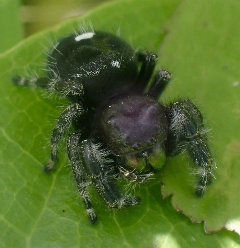 Bold Jumping Spider photographed in Mississippi