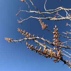 Fouquieria splendens