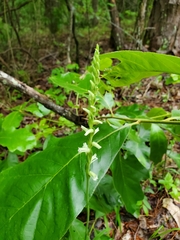 Spiranthes sylvatica