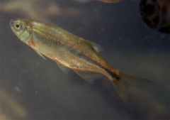 Richardsonius balteatus