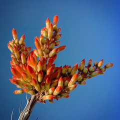 Fouquieria splendens