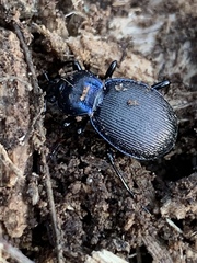 Sphaeroderus