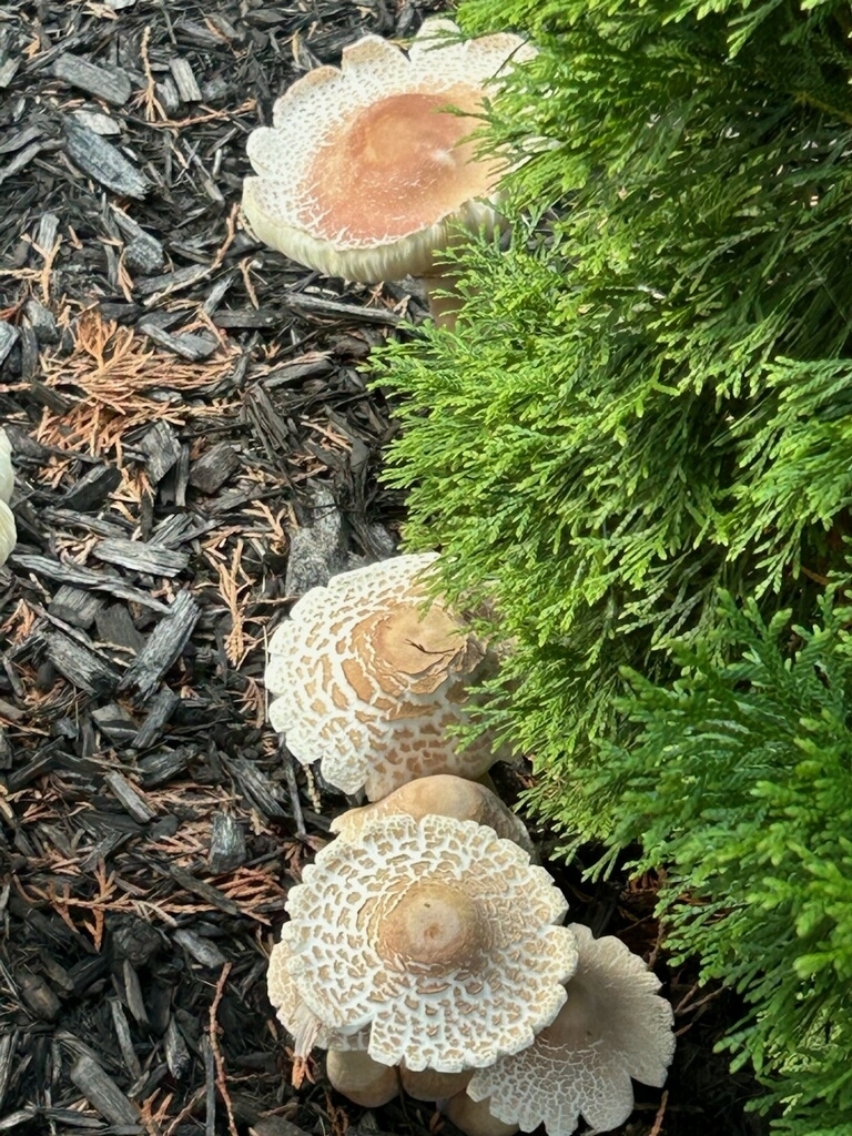 reddening lepiota · June 2026 · photo: Photo: no rights reserved · iNaturalist