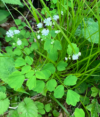 (c) River Ahlquist, some rights reserved (CC BY) Thalictrum clavatum, photograph (c) River Ahlquist, some rights reserved (CC BY)