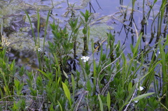 Sagittaria platyphylla