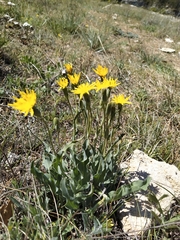 Takhtajaniantha crispa
