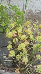 Sedum pachyphyllum
