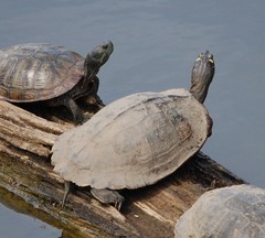 Graptemys ouachitensis