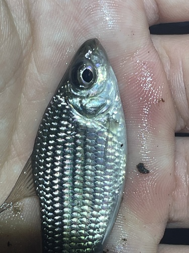 Heller's curimata (Cyphocharax helleri) — Curimatidae — 2