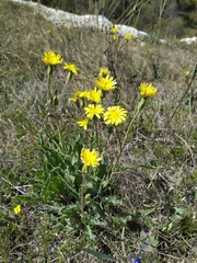 Takhtajaniantha crispa