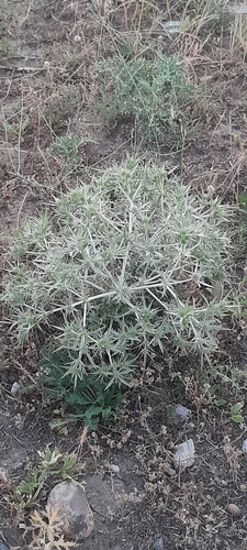 Field Eryngo