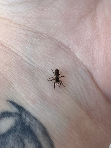 Adoxotoma forsteri