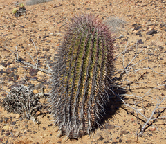 Ferocactus gracilis