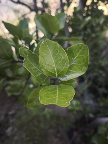 Beilschmiedia berteroana