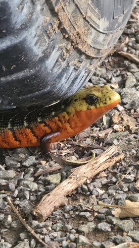 Rainbow Galliwasp, Diploglossus monotropis