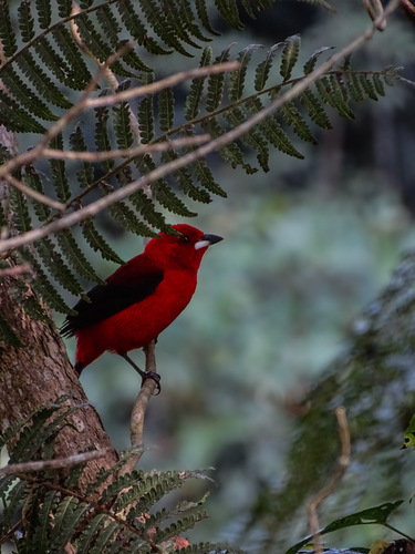 Brazilian Tanager