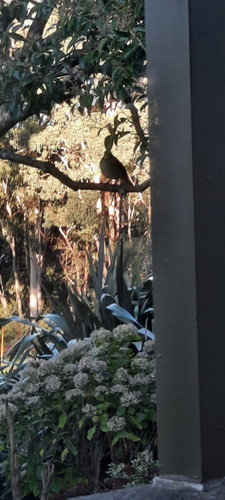 Satin Bowerbird