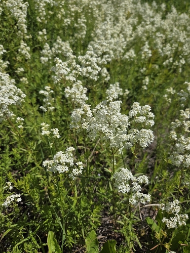 Northern Bedstraw