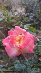 Rosa chinensis